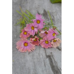 Rosenskära 'Apricotta' frö 1-pack