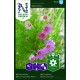 Rosenskära 'Apricotta' frö 1-pack