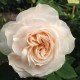 ROYAL DIVA (Fru Nørby) 1-PACK