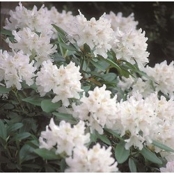 RHODODENDRON 'CUNNINGHAM'S WHITE' buske