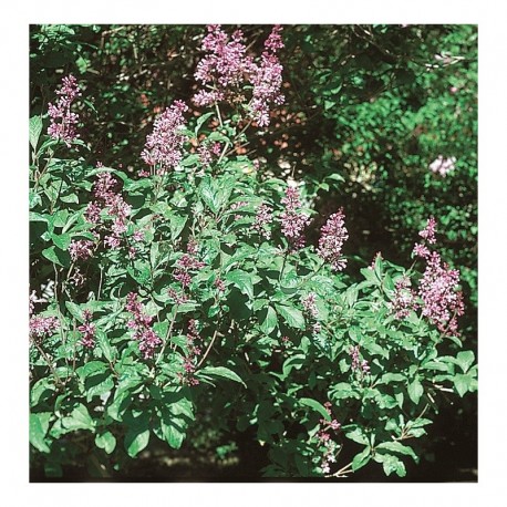 SYREN UNGERSK 'Oden' E häck 50-80 cm 10-pack