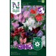 Luktärt 'Royal' frö 1-pack