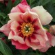 ITOH PION 'OLD ROSE DANDY' 1-PACK