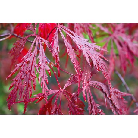 JAPANSK BLODLÖNN 'DISSECTUM GARNET' buske 1-PACK