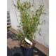 BERGBAMBU 'JUMBO' buske