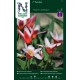 NÄCKROSTULPAN 'Hearts Delight' 7 st lök/fp