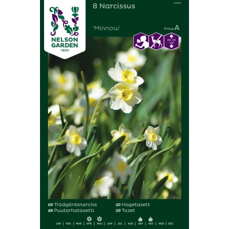 NARCISS 'Minnow', 6 st lök/fp