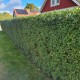 LIGUSTER VINTERGRÖN häck 50-80 100 pack