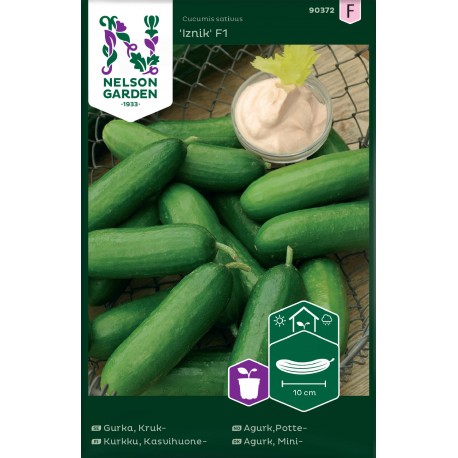 Krukgurka mini 'Iznik' F1 frö 1-pack