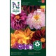 Sommardahlia 'Redskin' frö 1-pack