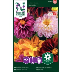 Sommardahlia 'Redskin' frö 1-pack