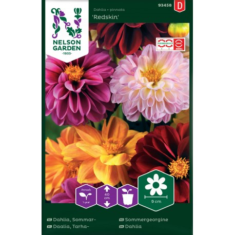 Sommardahlia 'Redskin' frö 1-pack