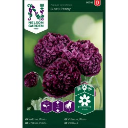 Pionvallmo 'Black Peony' frö 1-pack