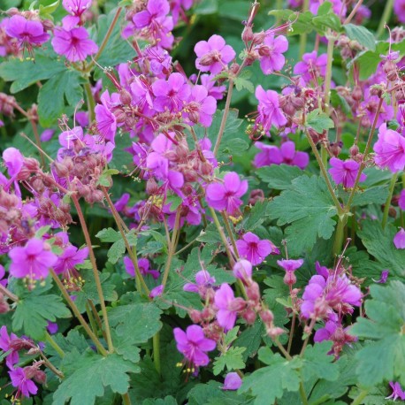 FLOCKNÄVA 'CZAKOR'