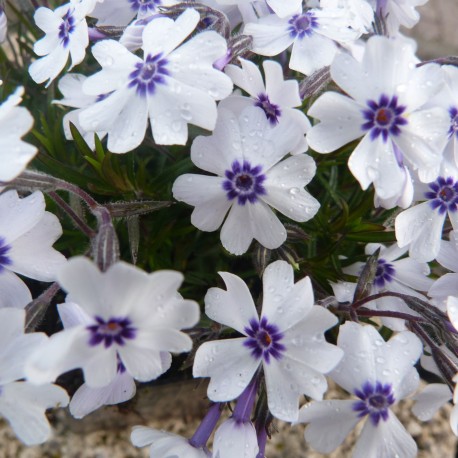 MOSSFLOX 'BAVARIA'