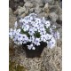 MOSSFLOX 'BAVARIA'