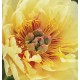 ITOH PION 'GARDEN TREASURE'