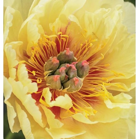ITOH PION 'GARDEN TREASURE'