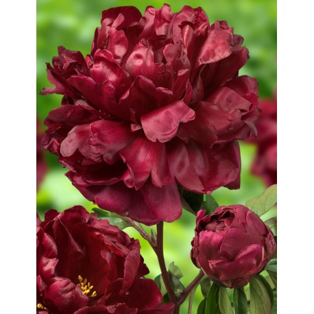 LUKTPION 'FRANCOISE ORTEGAT'