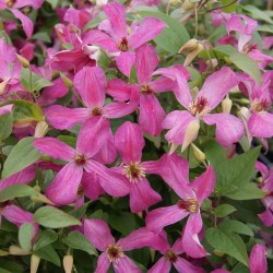 KLEMATIS 'WONDERFUL'