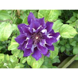 KLEMATIS 'SHIN-SHIGYOKU'