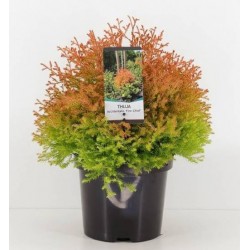 THUJA 'FIRE CHIEF'