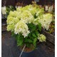 VIPPHORTENSIA 'SKYFALL' buske 1-PACK