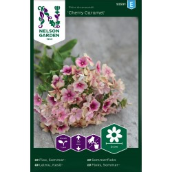 Sommarflox 'Cherry Caramel' frö 1-pack