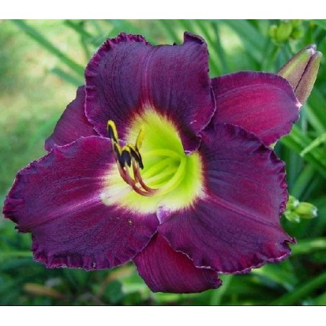 DAGLILJA 'BELA LUGOSI'