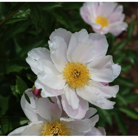 LUKTPION ’WHITE WINGS’