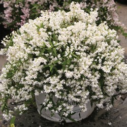 ROSENDEUTZIA YUKI SNOWFLAKE buske