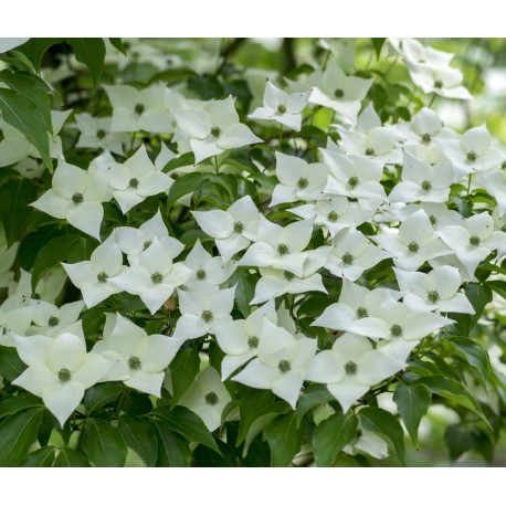BLOMSTERKORNELL 'MILKY WAY'