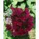 VIPPHORTENSIA 'WIM'S RED'