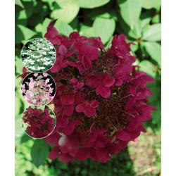 VIPPHORTENSIA 'WIM'S RED'