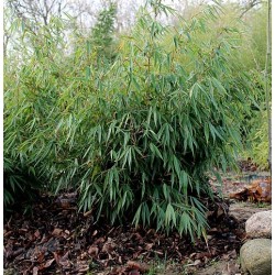 PANDABAMBU 'PINGWU' buske