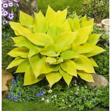 FUNKIA ’SUNNY HALCYON’