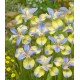VIOLIRIS 'TIPPED IN BLUE’