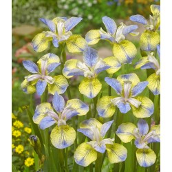 VIOLIRIS 'TIPPED IN BLUE’