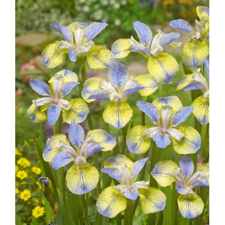 VIOLIRIS 'TIPPED IN BLUE’