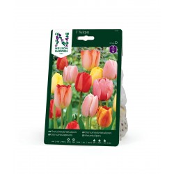 DARWINHYBRID TULPAN Mix 7 st lök/fp