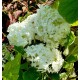 VIDJEHORTENSIA INCREDIBALL ® (Strong Annabelle)