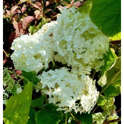 VIDJEHORTENSIA INCREDIBALL ® (Strong Annabelle)