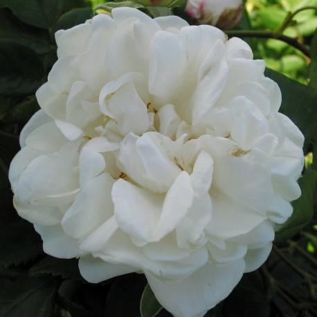 MADAME PLANTIER ros