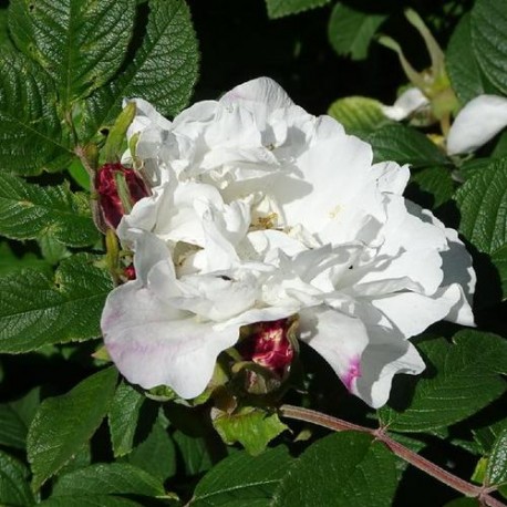 MARIE BUGNET ros