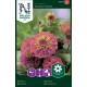 Zinnia 'Sunbow Purple' frö 1-pack