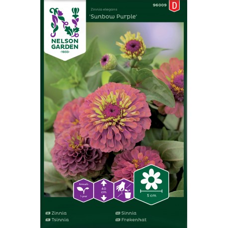 Zinnia 'Sunbow Purple' frö 1-pack