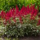 ASTILBE 'RED SENTINEL’