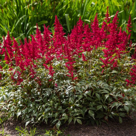 ASTILBE 'RED SENTINEL’