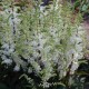 ASTILBE 'WHITEBERRY’