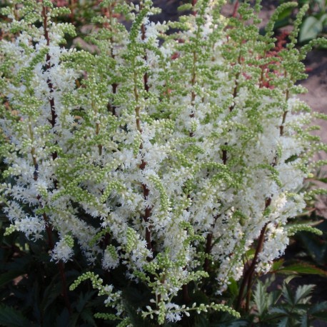 ASTILBE 'WHITEBERRY’